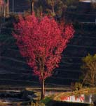 pink treee